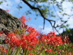 彼岸花