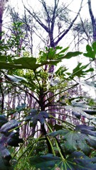 69　遺言執行人の夢想