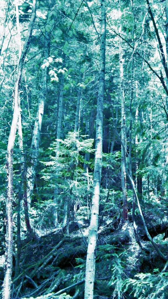 54　Star's still left in the forest