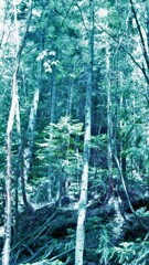54　Star's still left in the forest
