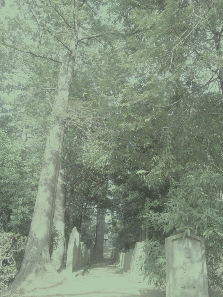 57　Lost time forest