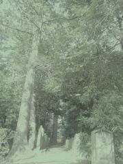 57　Lost time forest