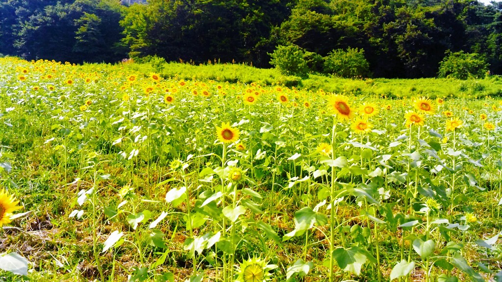 ２８『：黄色いウソツキは太陽を求めている。』