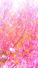 113　桜が散った後の火曜日
