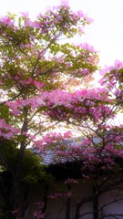 74　華の匂い