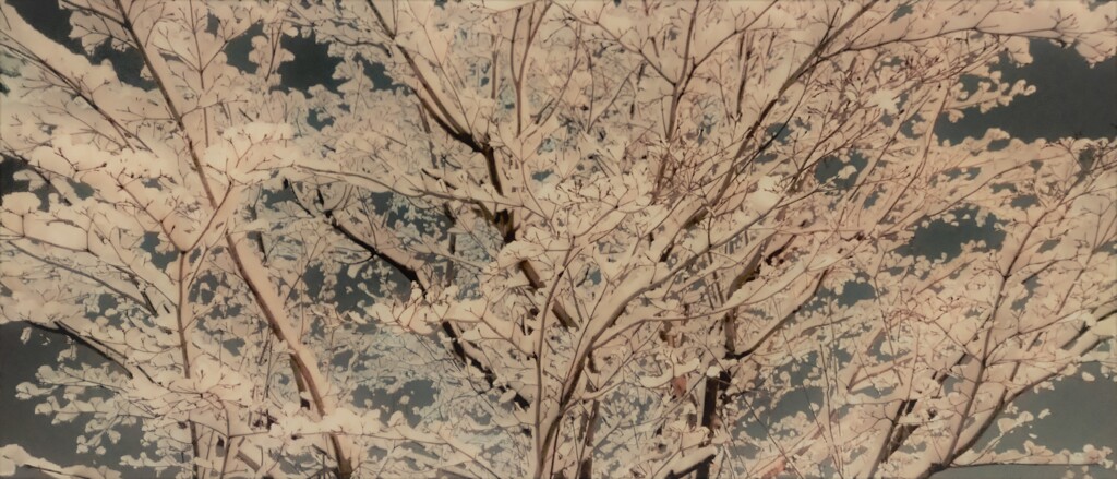 雪桜花