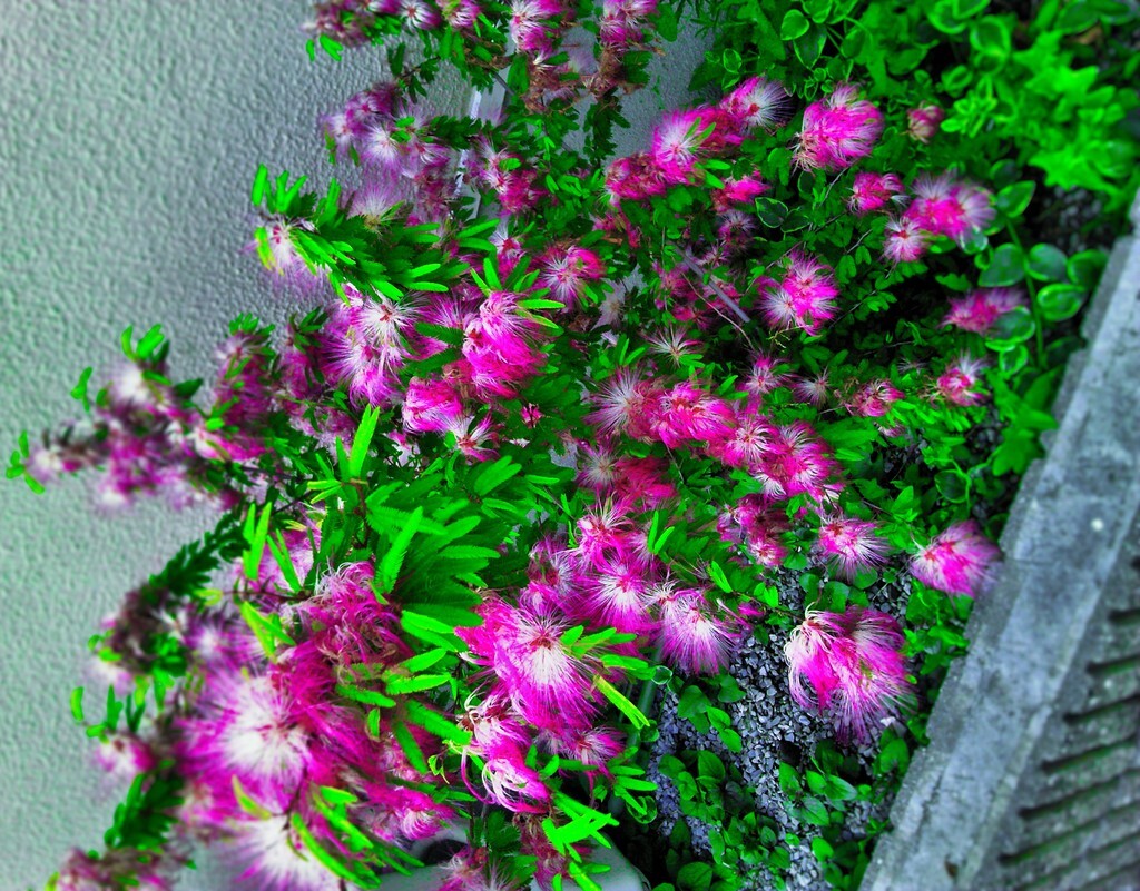 97　閃光花火