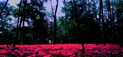 ４３『：火遊びと千の夜の朗読迷宮』