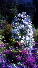 83　花籠の夢