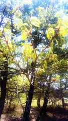 114　春を忘れた初夏の香りに酔いしれる