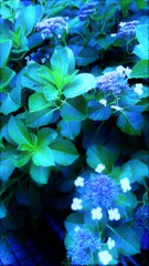 １６『：去り忘れた藍の助言』