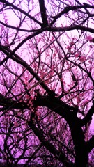 135　囚われの宴