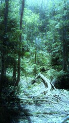 40　死んだ森のアリバイ