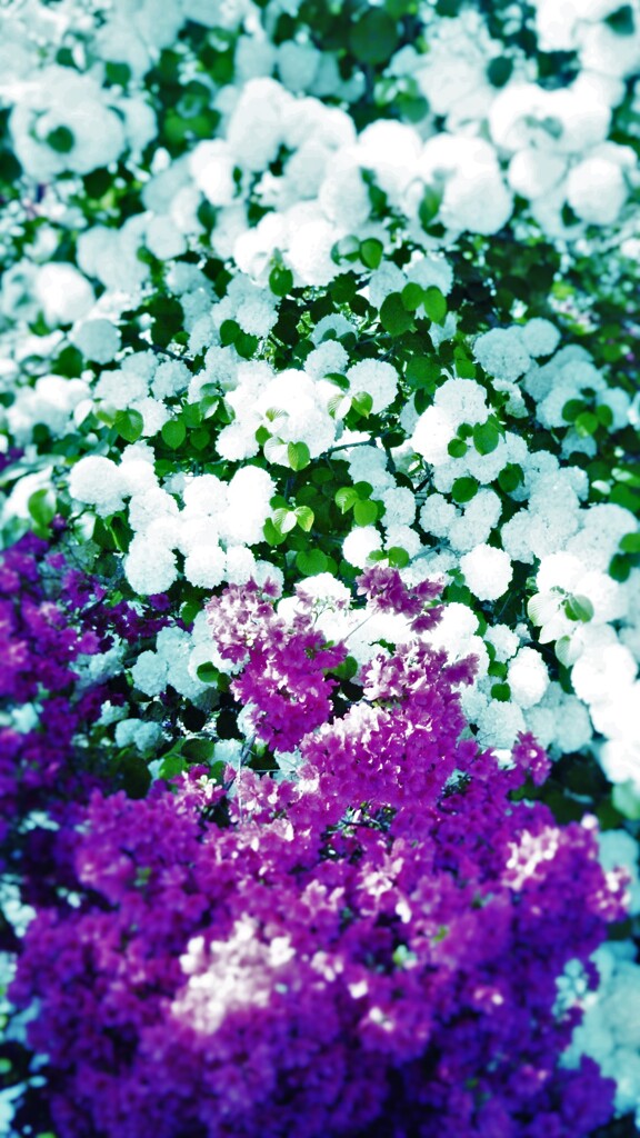 109　水底華