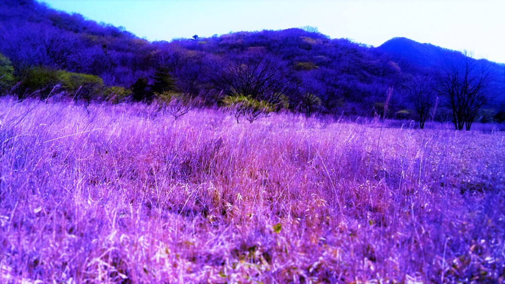 ４８『：色付いた夢の反現象』