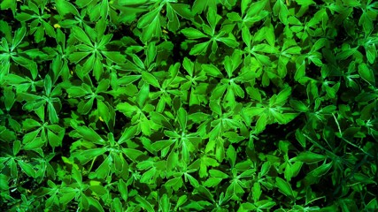 42　エメラルド色の虚言