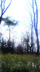 67　希望の朝に、鳥のさえずりは響かない