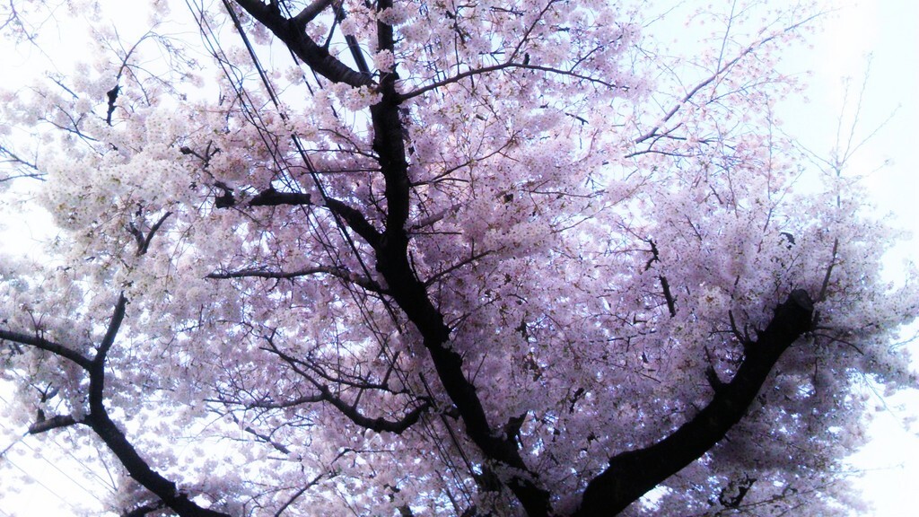 59　最期の希望のアンプレラ