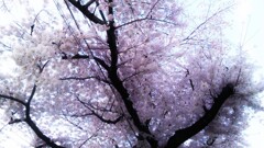 59　最期の希望のアンプレラ