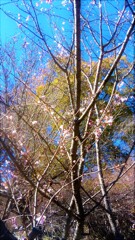 １４　芽吹き、枯れる、廻れ廻れ永久に傍に