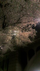 42　雨の夜の木漏れ日――を