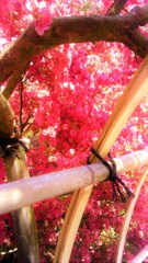17　華のトンネルで、二人はかくれんぼをする午後