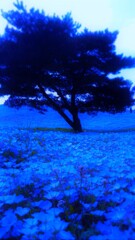 152　僕らは雲にでもなって、果てしない蒼い灯火を頼りに、どこまでも航海を続ける