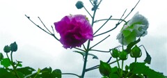 ３２『：別れ花の詩に〝蛍の光〟を』