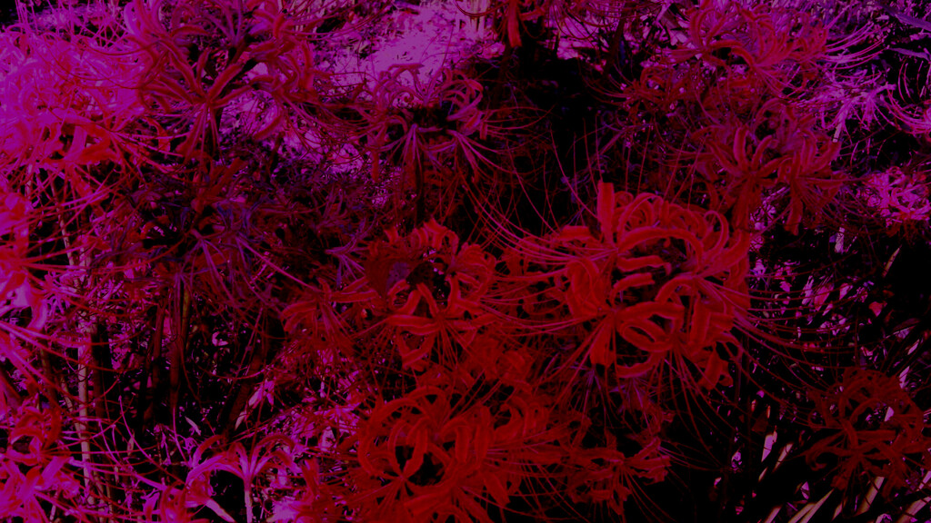 72　紅い潮の果て