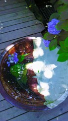 92　水面へと落ちる華の涙
