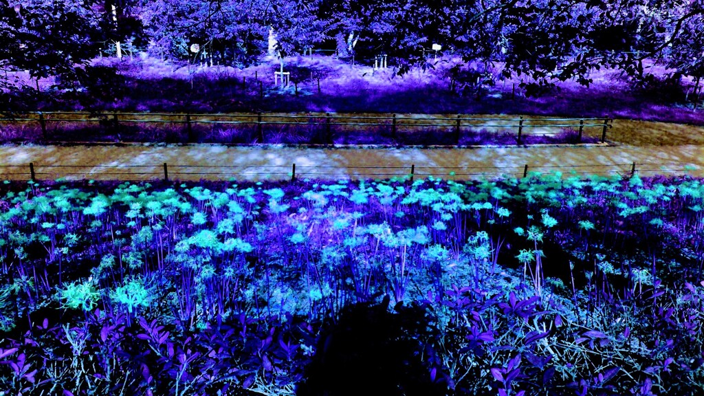 137　夢の続きを