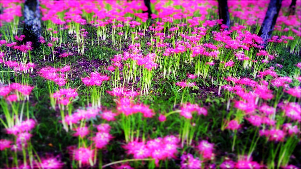 ３１『：箱庭の華』