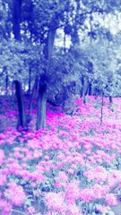 ４１『：水灯りに透かされた朝の教化情景』