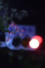 信号灯りに照らされるピンクの花