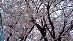 さくら1