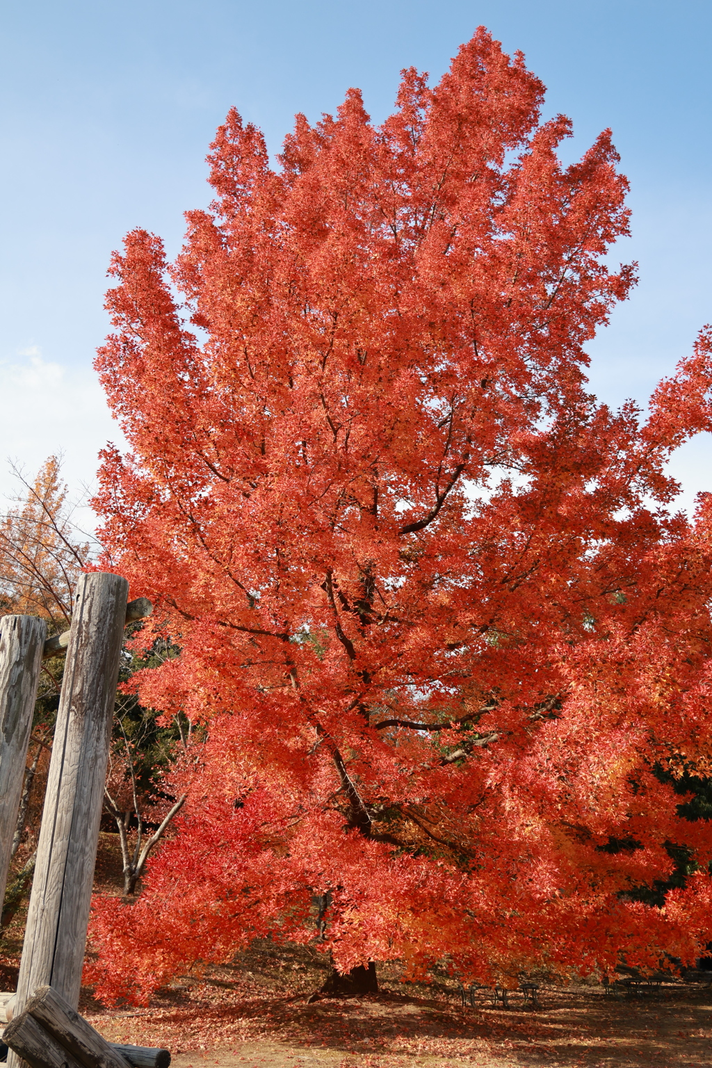 ホオノキ　20251208