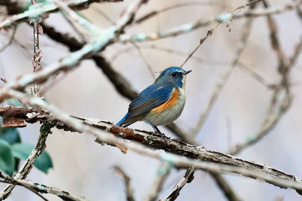 ルリビタキ　20260112