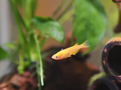 紅帝メダカ　20250707