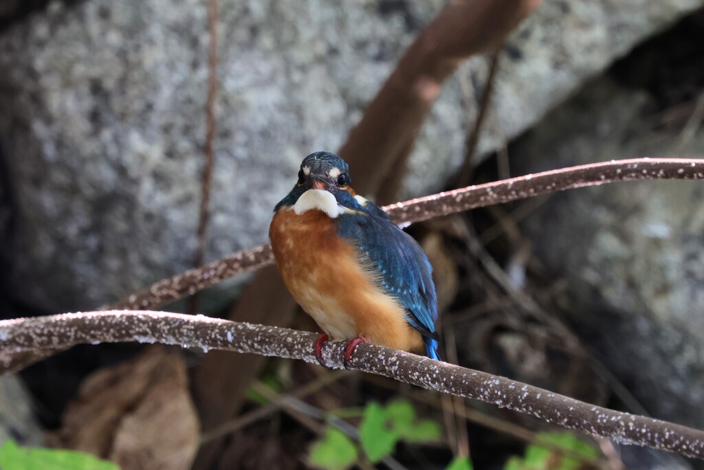 カワセミ　20251101