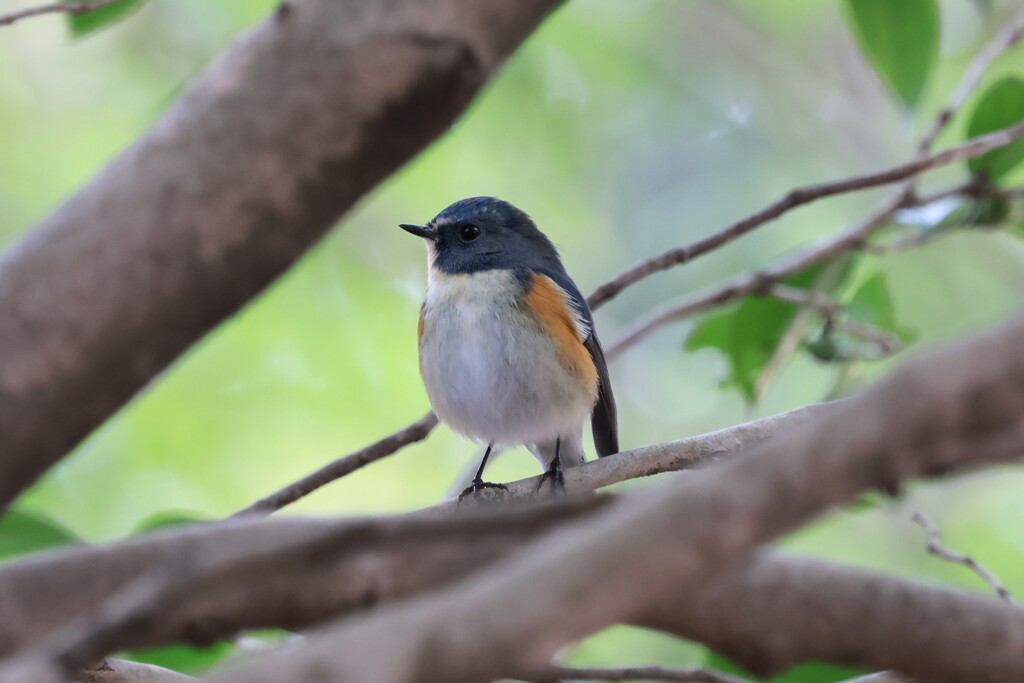 ルリビタキ　20251227