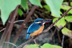 カワセミ　20251108