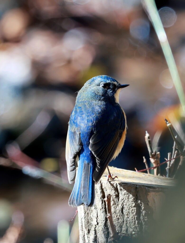 ルリビタキ②　20260110