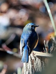 ルリビタキ②　20260110