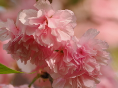 八重桜　20230411