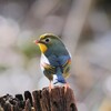 ソウシチョウ②　20230211