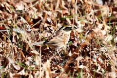 ミヤマホオジロ　20260110