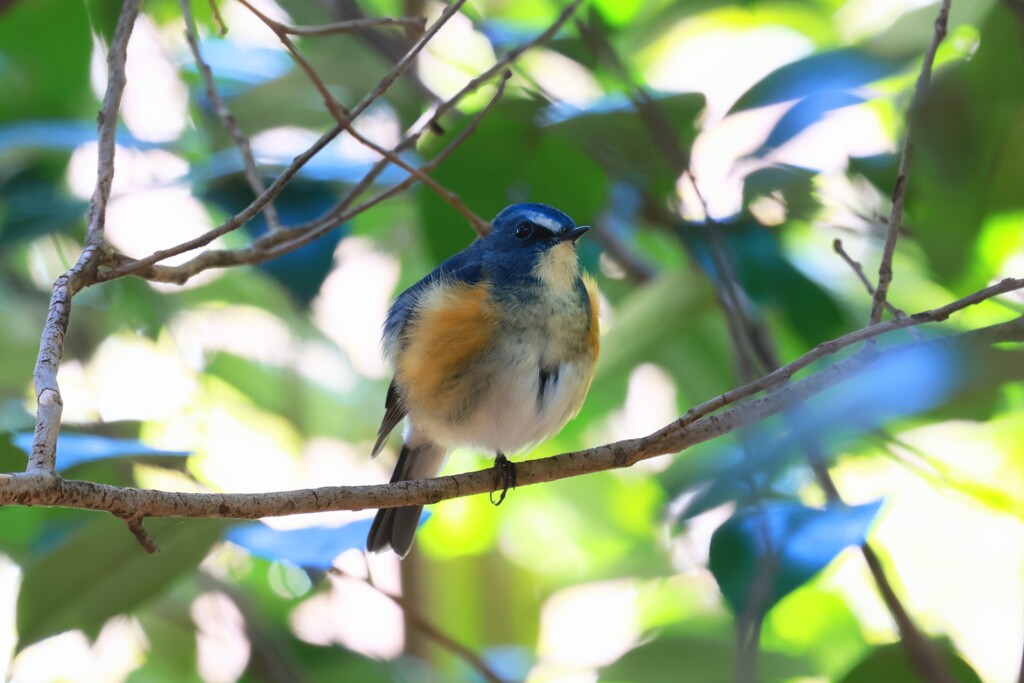 ルリビタキ　20251222