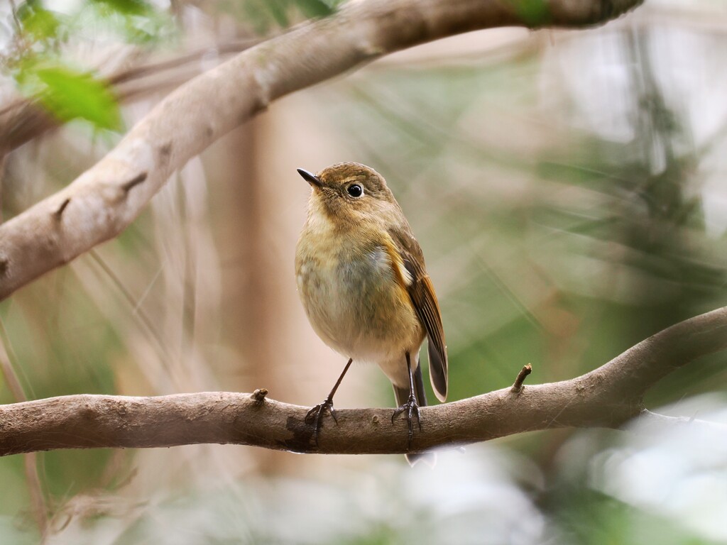 ルリビタキ②　20260131