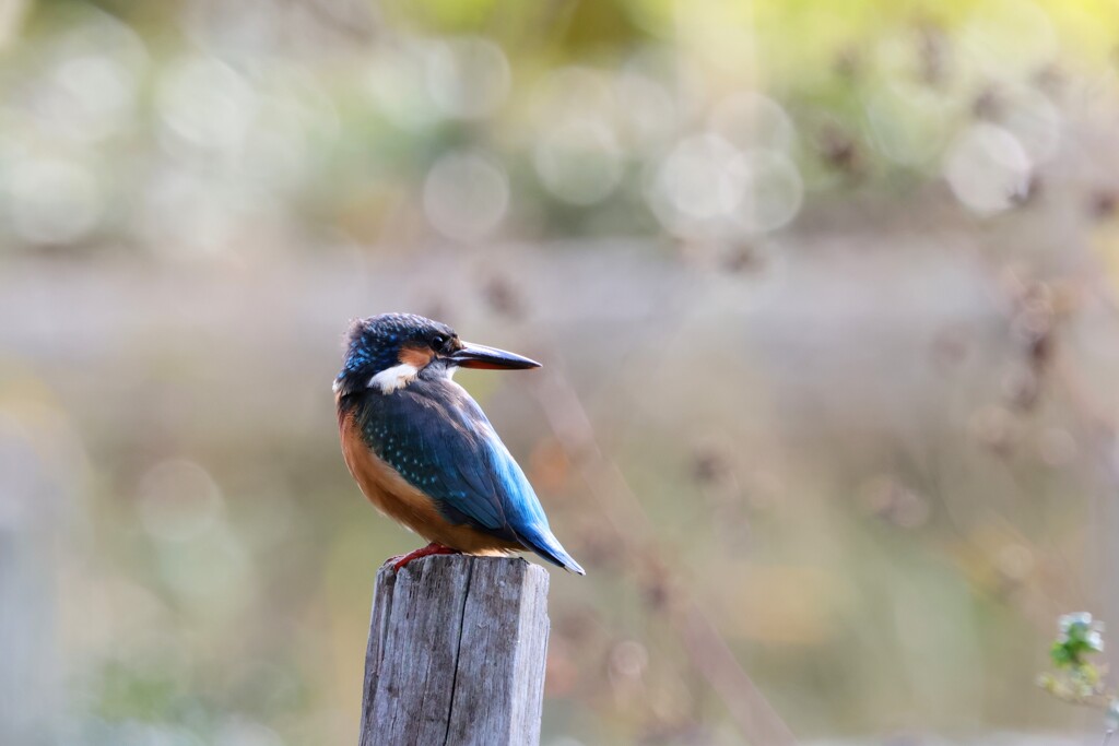 カワセミ②　20251101