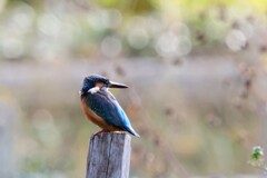 カワセミ②　20251101